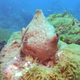 A taste of what the team found in the Corazones reef, which they discovered this year.